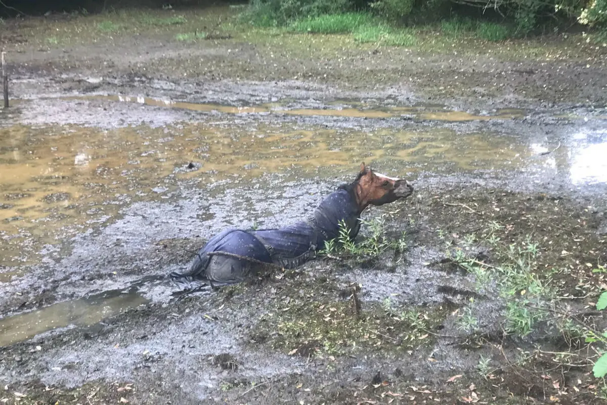 Pferd aus Morast in Velbert gerettet