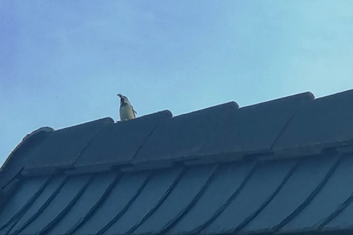 Pillig (Maifeld) – Meldung über einen Pinguin auf dem Dach eines Wohnhauses