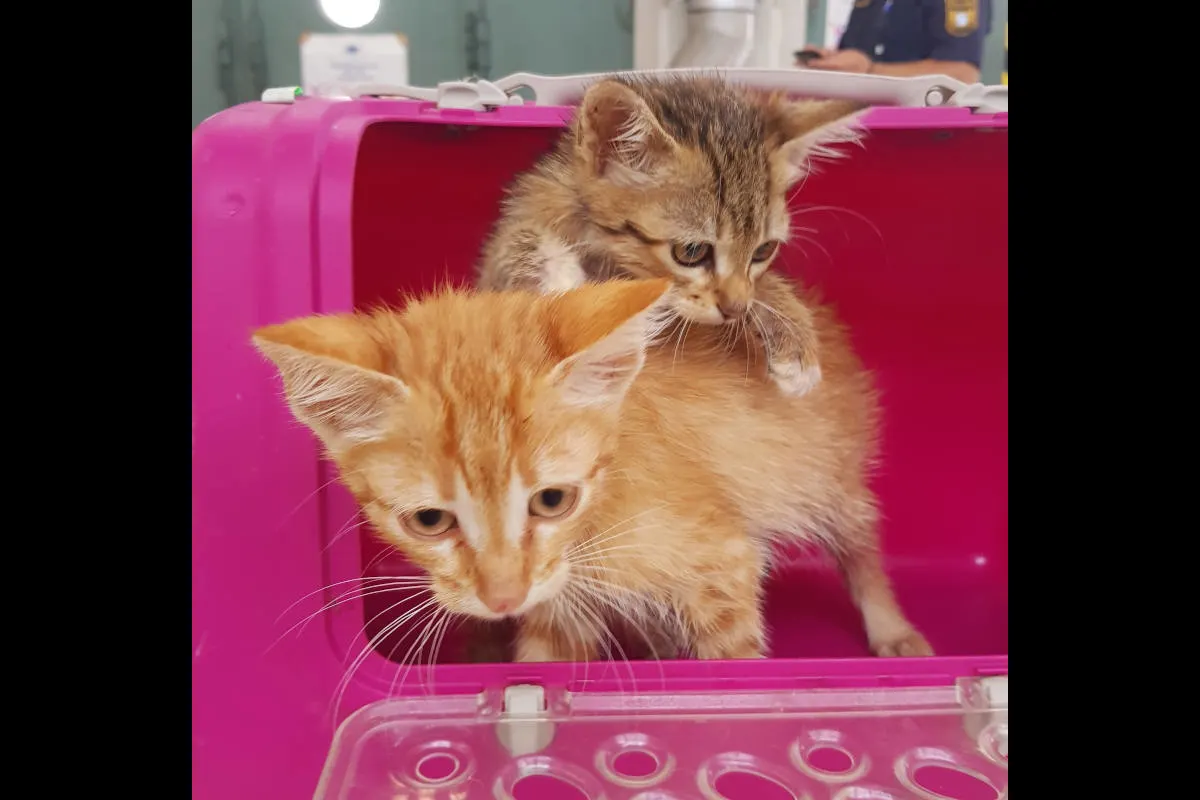 Augsburg/Leipheim – Zoll entdeckt winzige Katzenbabys – Zwischen Kuriersendungen aus Italien miaute es