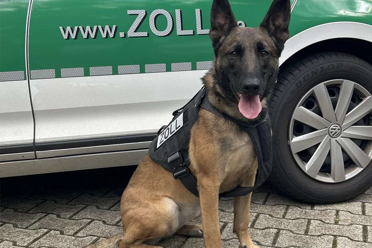 Ein deutscher Schäferhund mit einer 'ZOLL'-Weste sitzt auf Kopfsteinpflaster vor einem grün-weißen Fahrzeug mit Zollbeschriftung.