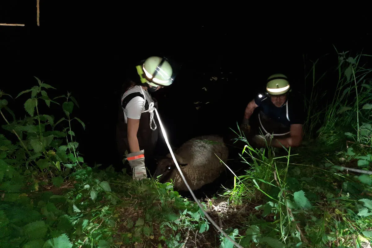 Lüchow-Dannenberg – Feuerwehr rettet Schaf aus Schlamm