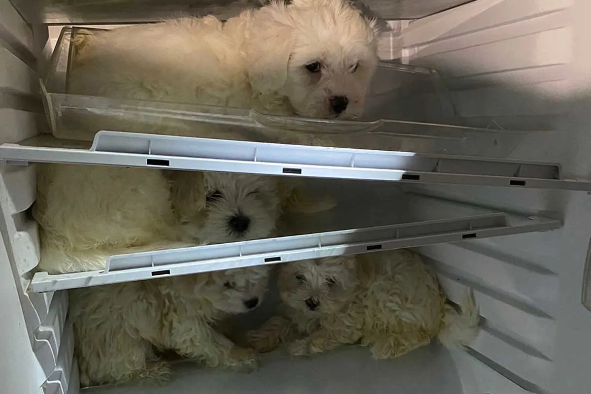 Hundewelpen aus Kühlschrank in Köln befreit - Ermittlungen wegen illegalem Tierhandel
