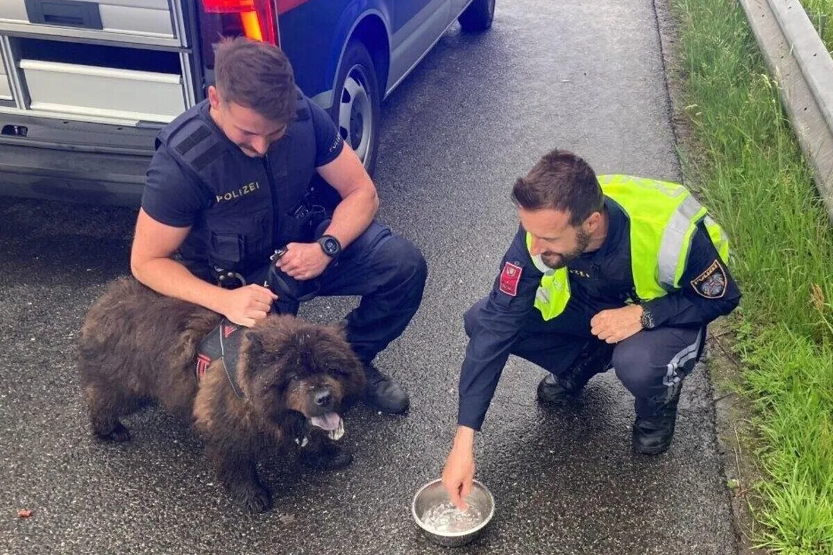 Kärnten - Polizei fängt entlaufenen Hund auf der Autobahn ein