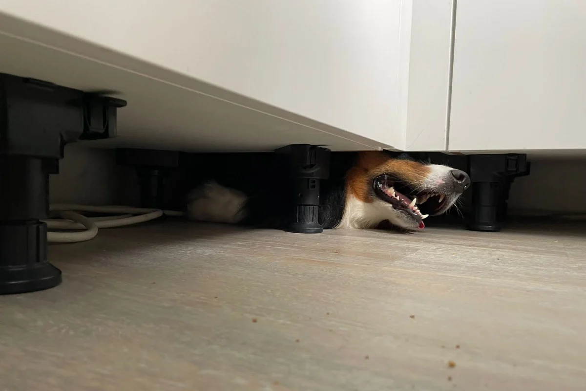 Dortmund - Australian Shepherd unter Küche eingeklemmt