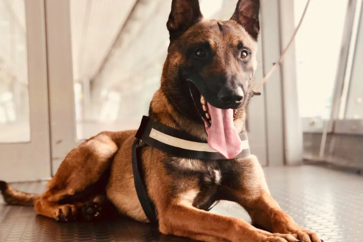 Oldenburger Hauptbahnhof NI - Dubioses Bargeld durch Zollhund gefunden 