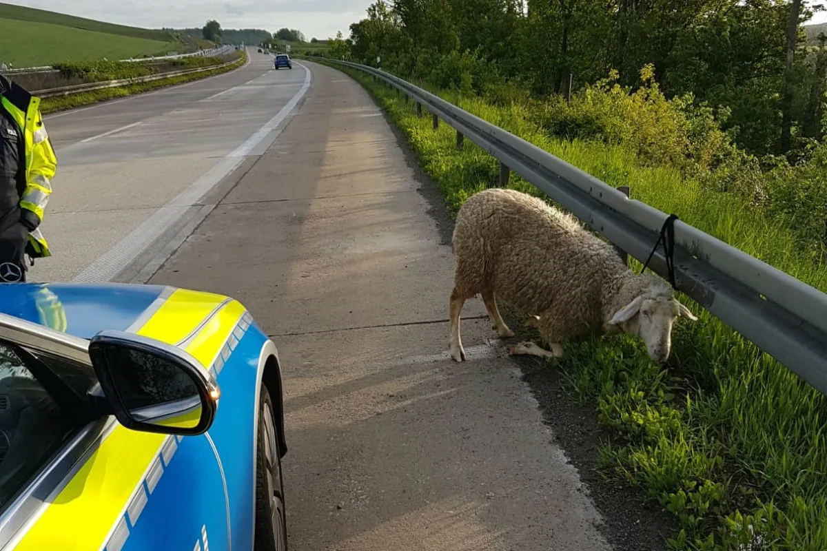 Fleilaufendes Schaf auf der Autobahn gerettet