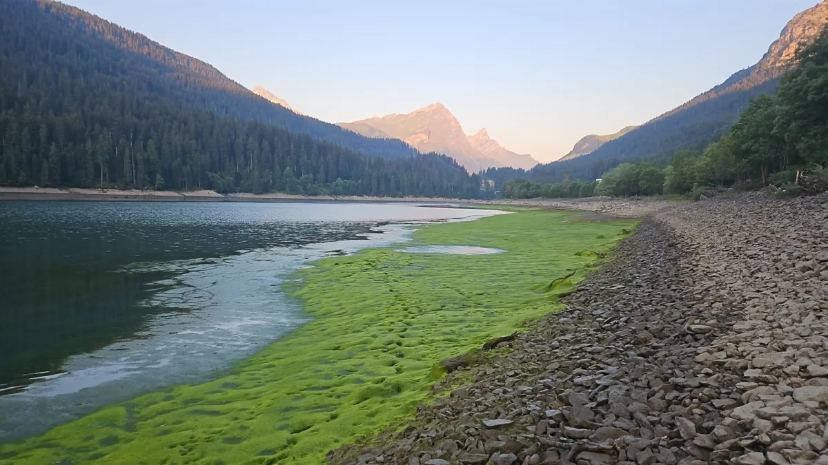 Das Bild zeigt das Ufer eines Sees mit starkem Algenwuchs und einer Berglandschaft im Hintergrund bei Abendlicht.