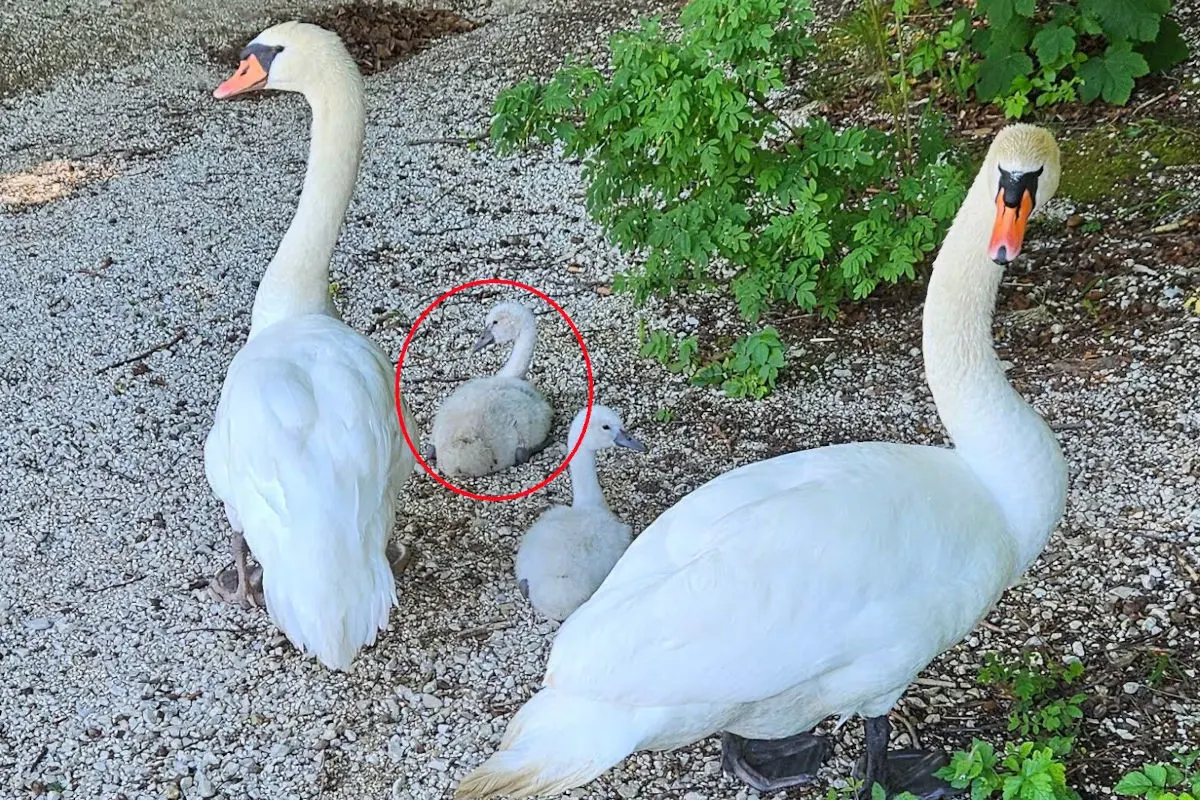 Fuschlsee SB – Polizisten und Passanten retten Jungschwan