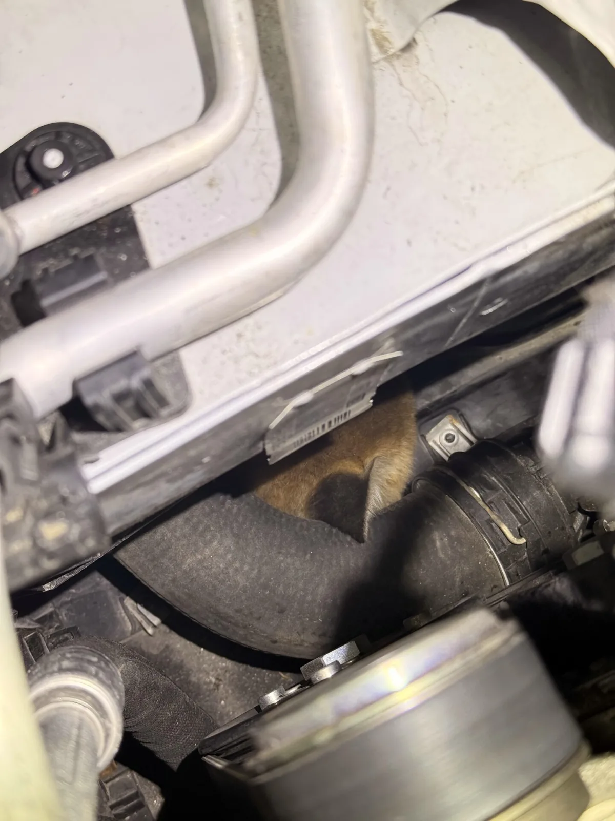 In einem engen Bereich eines Automotorraums, zwischen Schläuchen und Kabeln, ist ein Tier zu erkennen, das sich darin versteckt.