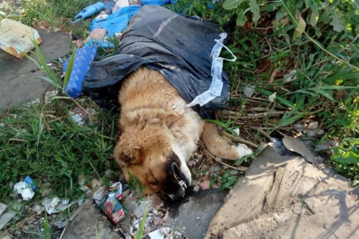Hunde wie Abfall am Strassenrand entsorgt