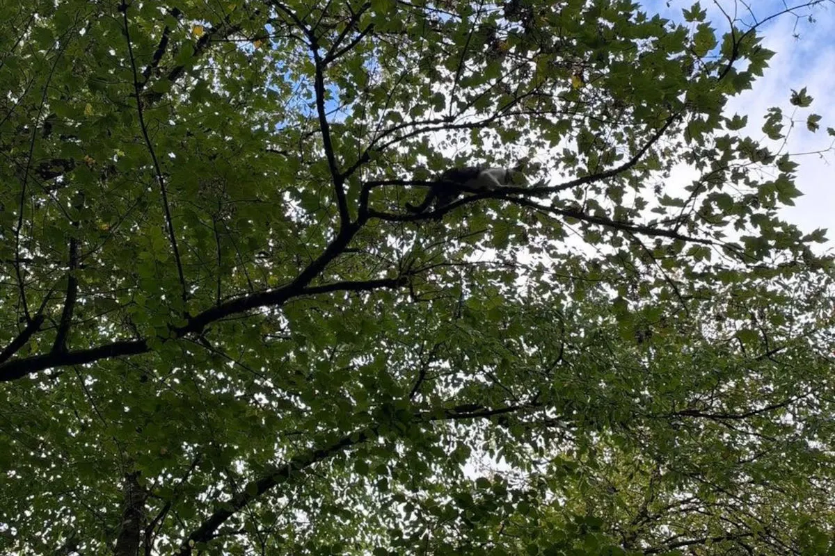 Kufstein – Feuerwehr rettet Katze Simba vom Baum