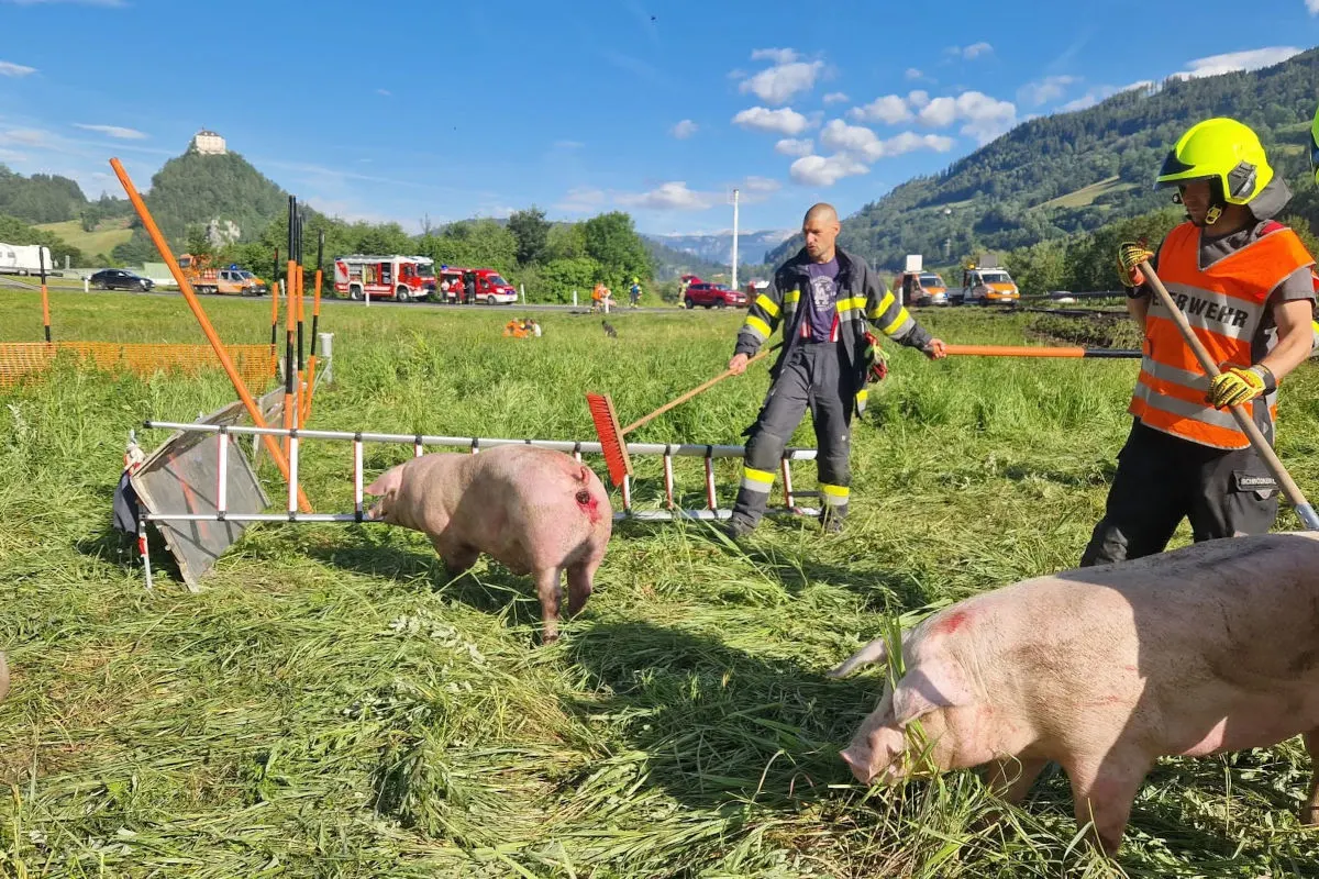 Zwei Feuerwehrleute in Schutzkleidung treiben Schweine mithilfe von Besen auf einer Wiese zusammen. Im Hintergrund sind Fahrzeuge zu sehen.