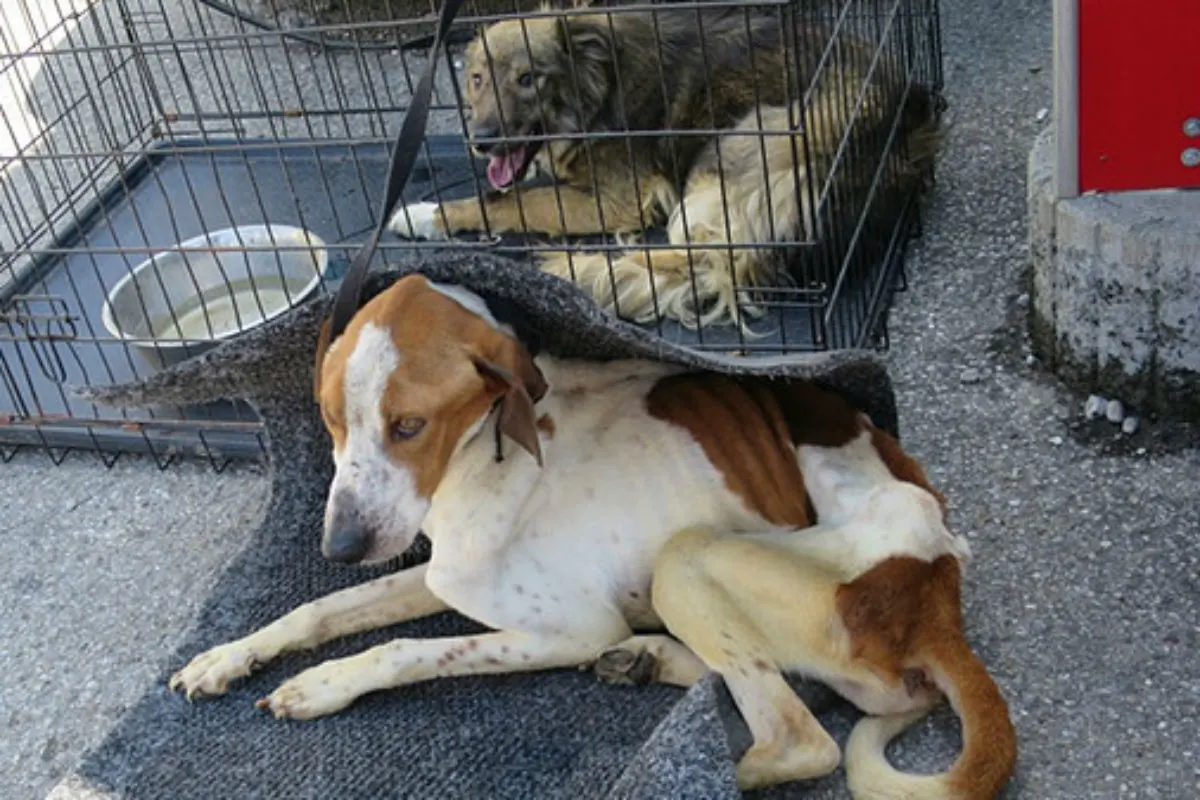 Tierdrama in Kissing - Zehn Hunde halb verhungert, einer tot