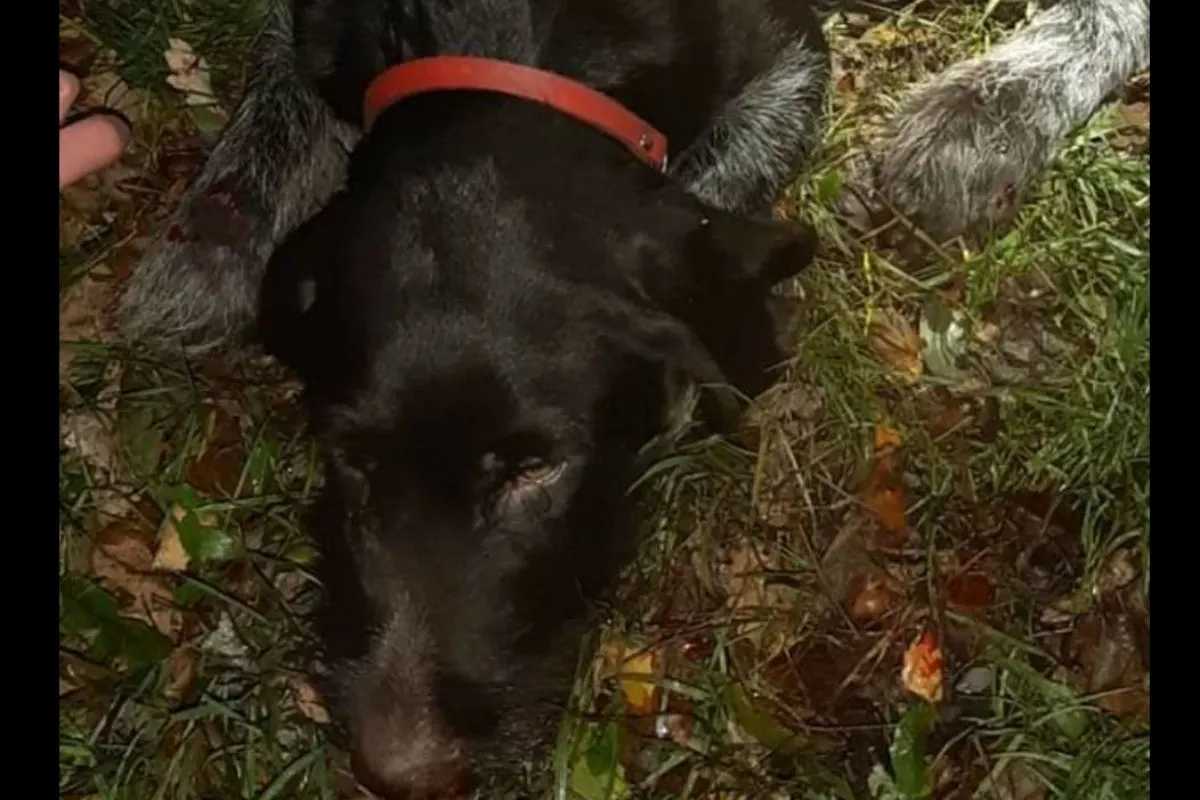 Winne - Hund von Auto angefahren - Besitzer konnte gefunden werden