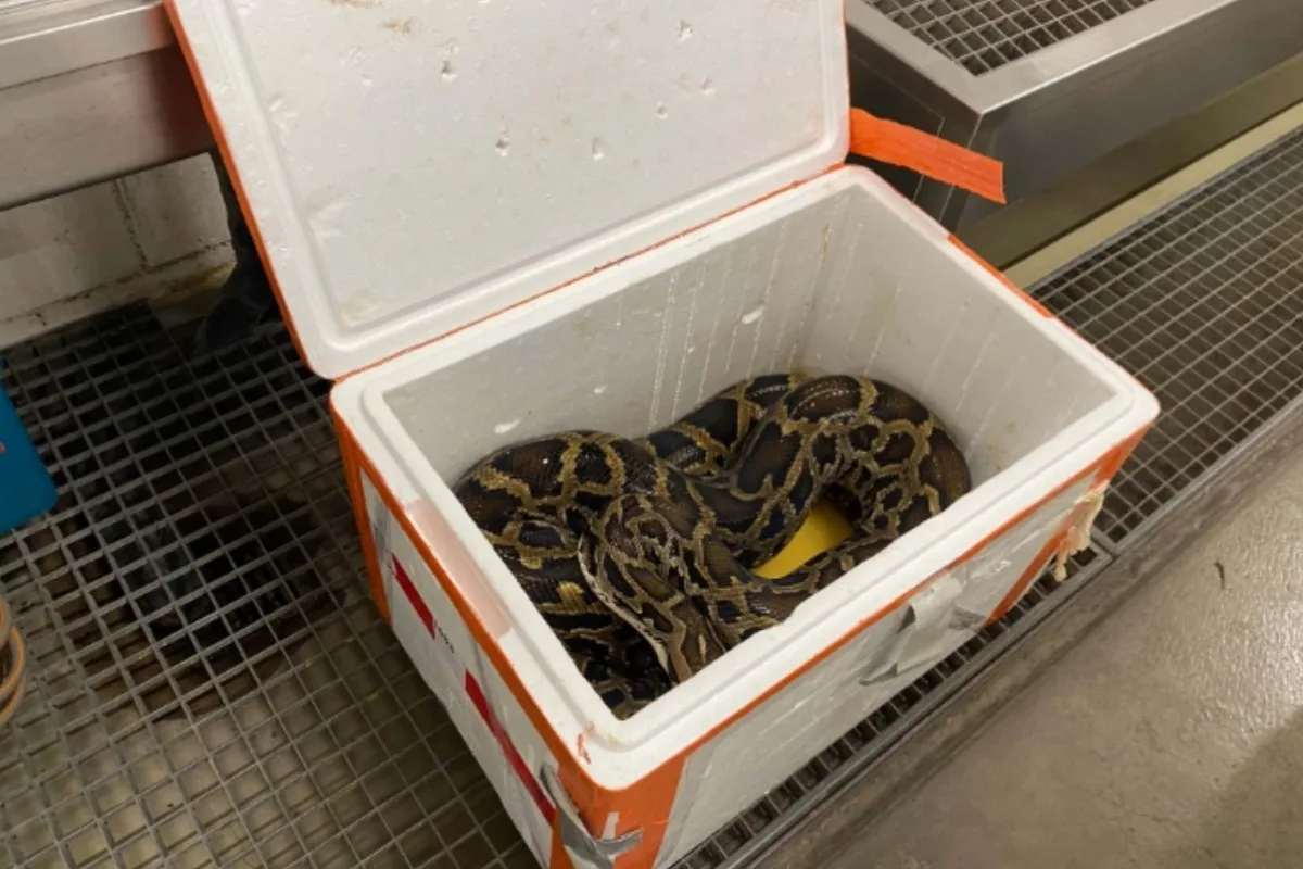 Verkehrskontrolle in Zug -2,5 Meter langer Tigerpython im Auto mitgeführt 