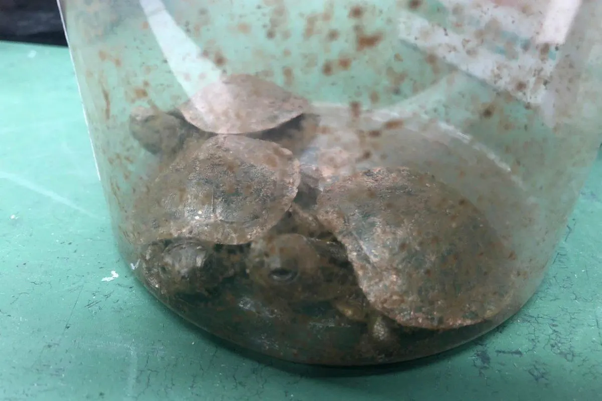 Schmuggel von Schildkröten aufgeflogen