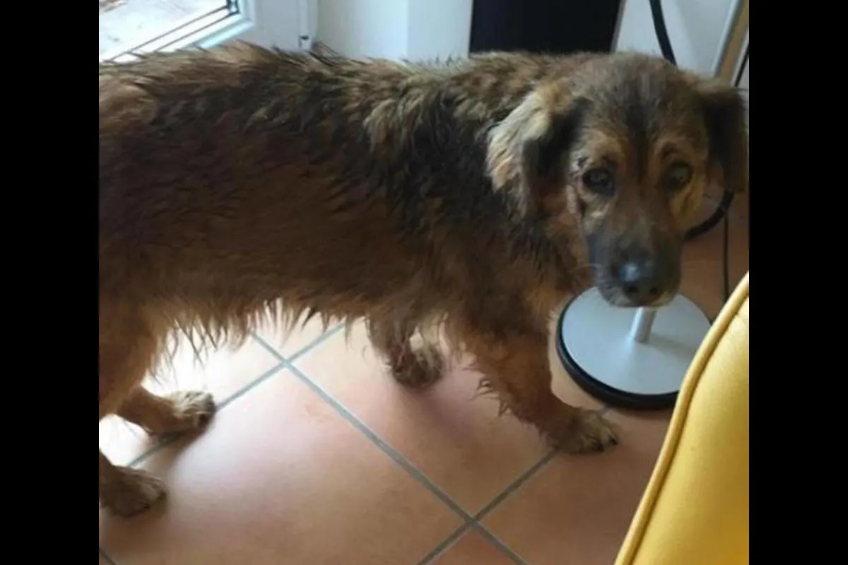 Hund von Einbrechern gestohlen und gequält