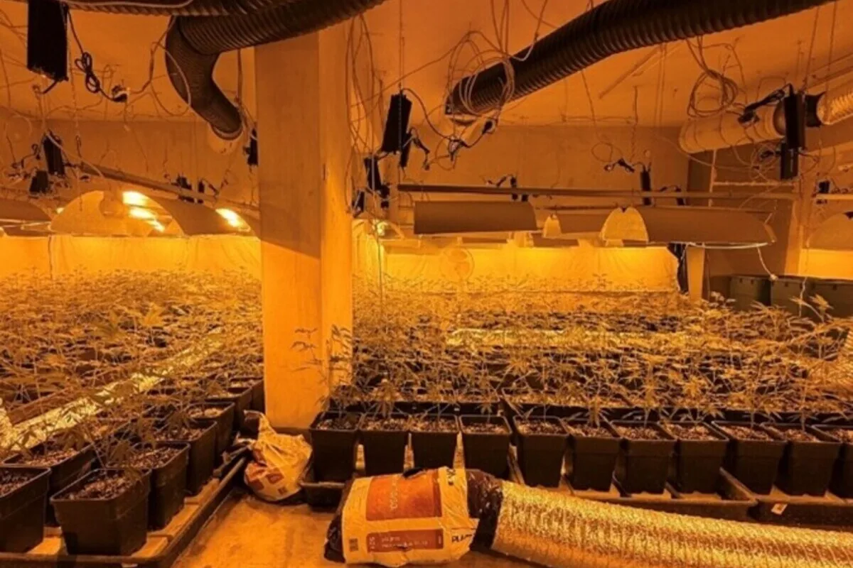 Wien-Floridsdorf – Cannabis-Plantage mit 1’860 Pflanzen entdeckt