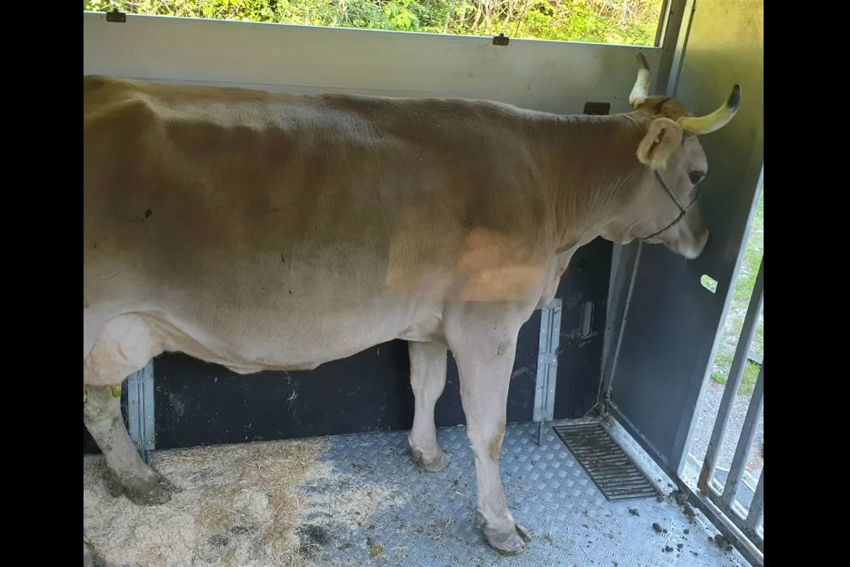 Kanton Graubünden GR - Tiertransporte kontrolliert - mehrere Verzeigungen