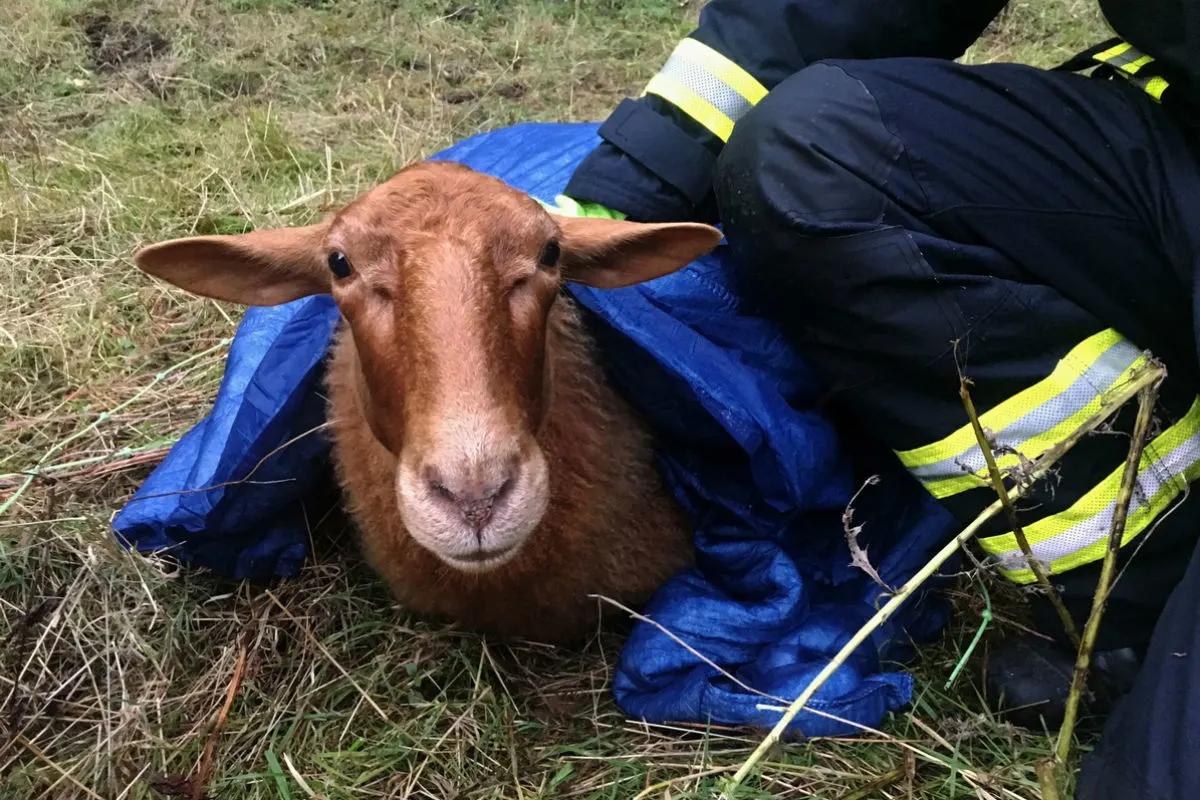 Herdecke - 31 Fuchsschafe gerettet