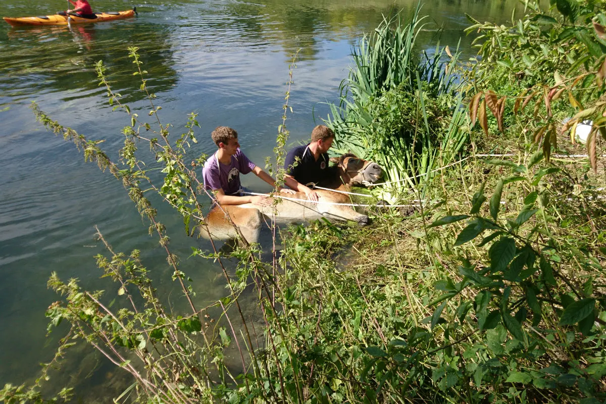 Pferd aus dem Fluss gerettet