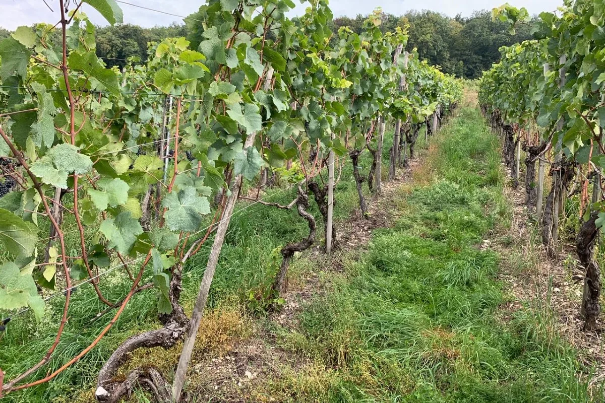 Dreiste Diebe in Siblingen SH - Polizei sucht Zeugen von Weintraubendiebstahl