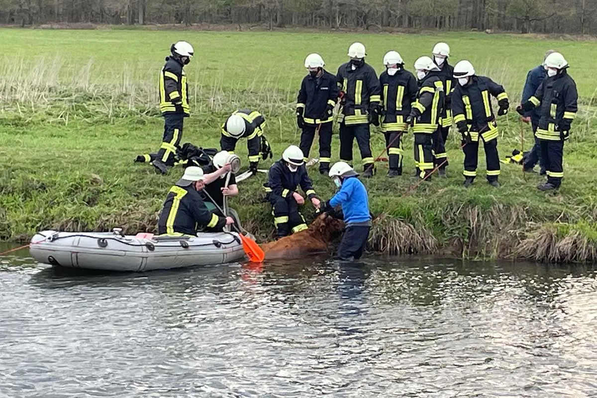 Goch - Feuerwehr rettet Mutterkuh - Jungtier tot 