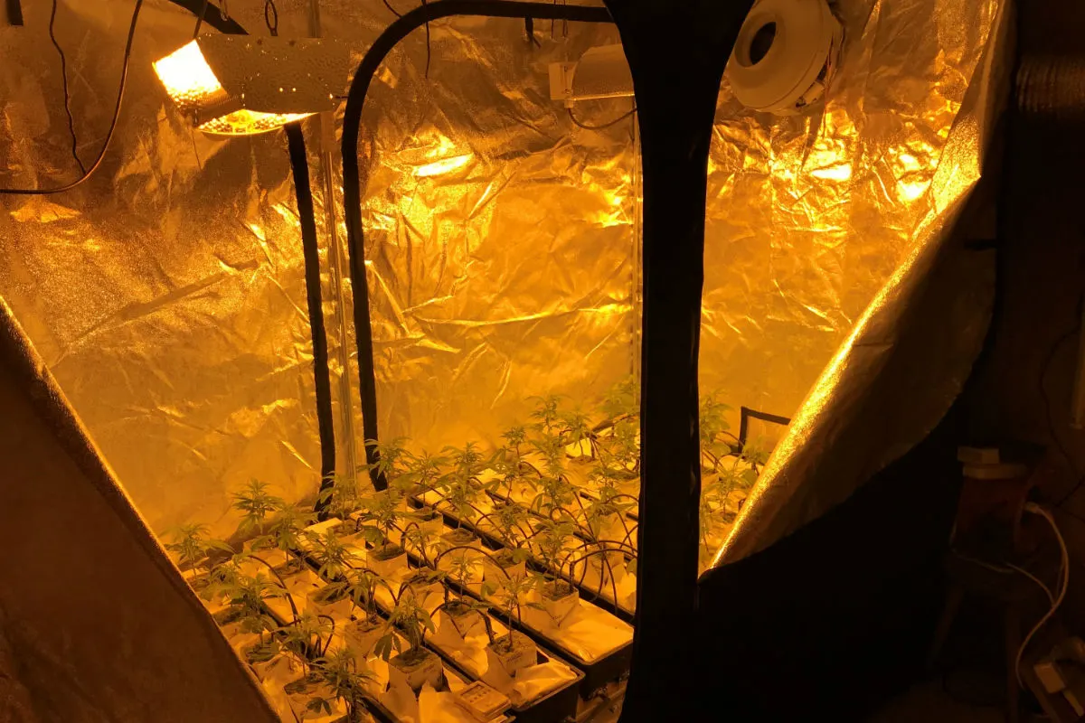 Schlierbach LU - Hanfindooranlage und Marihuana sichergestellt