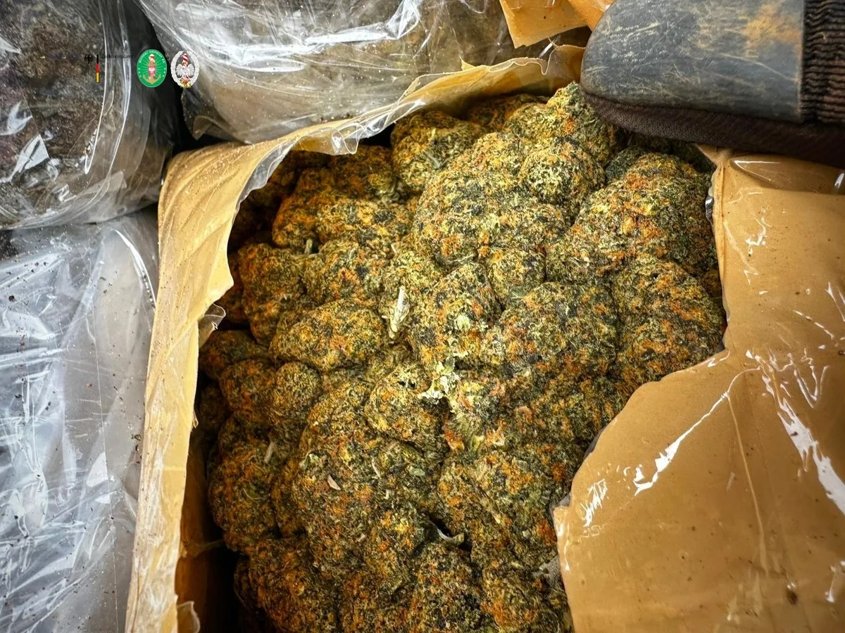 Eine offene Kiste gefüllt mit getrocknetem Cannabis liegt auf einer Fläche, die von transparenten und braunen Verpackungsmaterialien umgeben ist.
