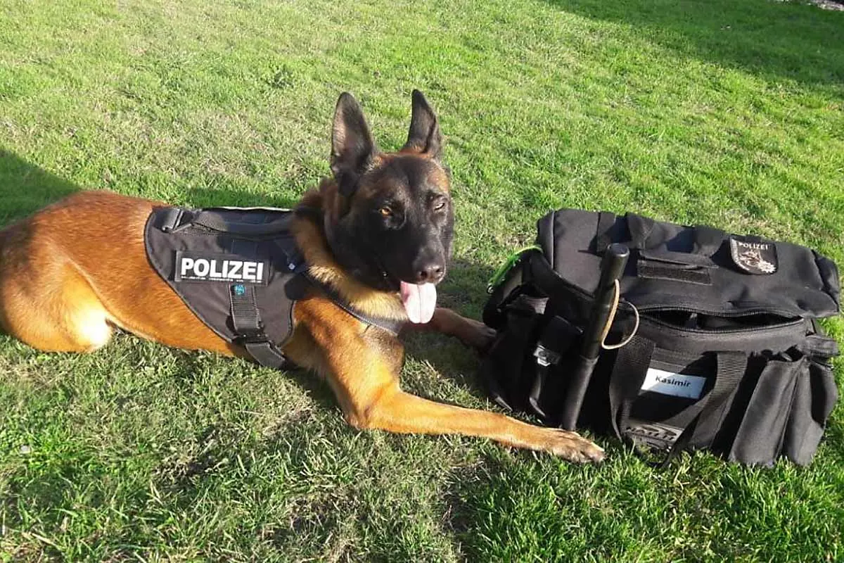 Einbruch in Dortmund - Diensthund Kasimir unterstützt bei Festnahme