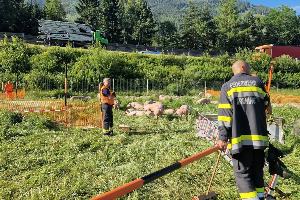 Zwei Feuerwehrleute der Feuerwehr Arding sind auf einer Wiese mit entlaufenen Schweinen zu sehen. Im Hintergrund verläuft eine Autobahn, auf der Fahrzeuge vorbeifahren.