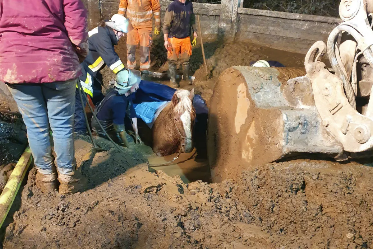 Essen - 4-jähriges Pferd steckt im Schlamm fest