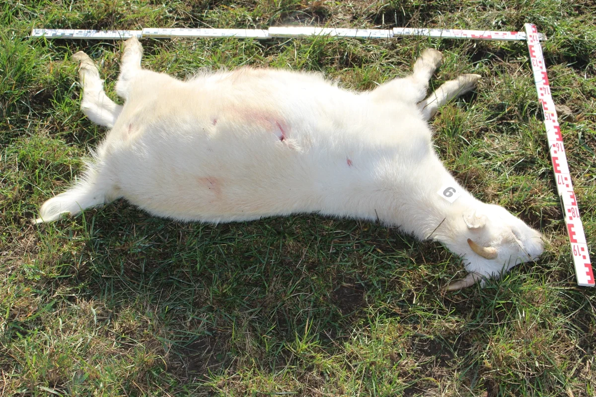 Tiertötung Cospeda - Erste Ergebnisse zur Todesursache bei Schafen und Ziegen!