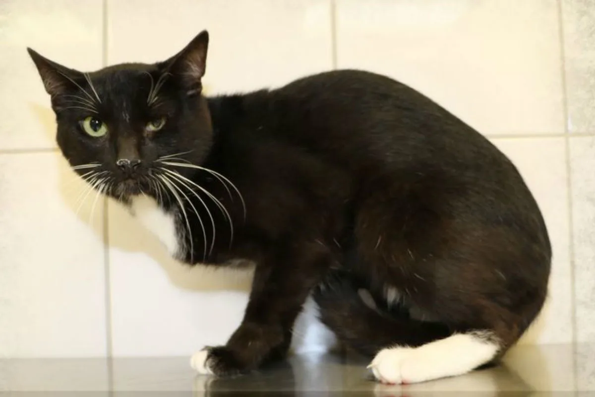 Oberhausen (DE) - Zwei junge Katzen ausgesetzt