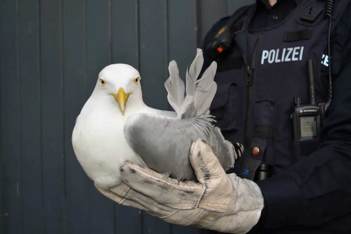 Verletzte Möwe rettet sich direkt vor das Polizeirevier