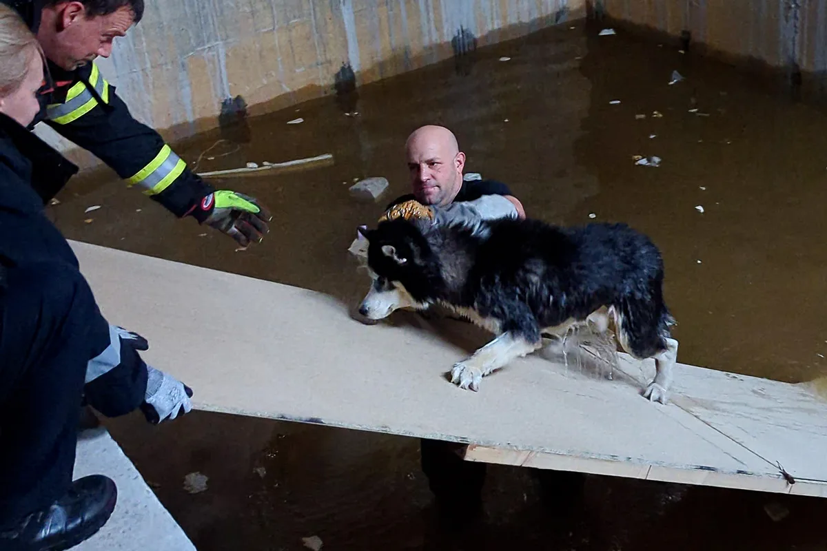 Gießen – Husky aus misslicher Lage gerettet