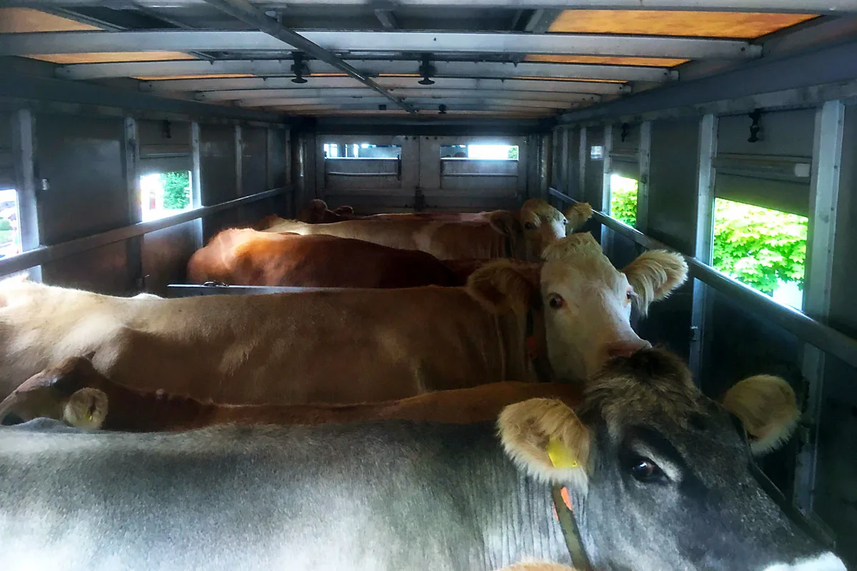 Region Willisau LU - Schwerpunktkontrollen bei Tiertransporten