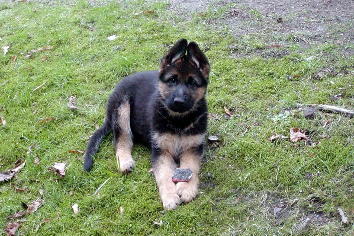 Schäferhundwelpen vor unwürdigem Transport bewahrt 