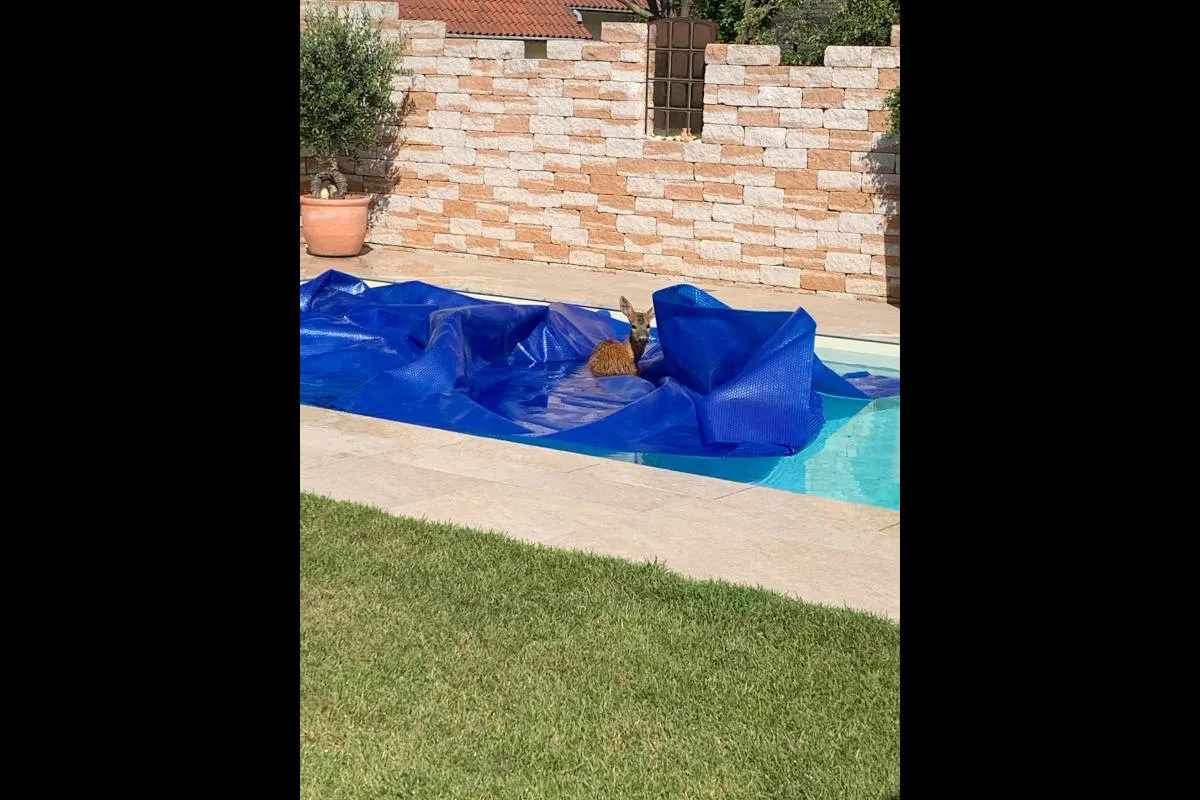 Kleve/Materborn – Junges Reh aus Schwimmbecken gerettet