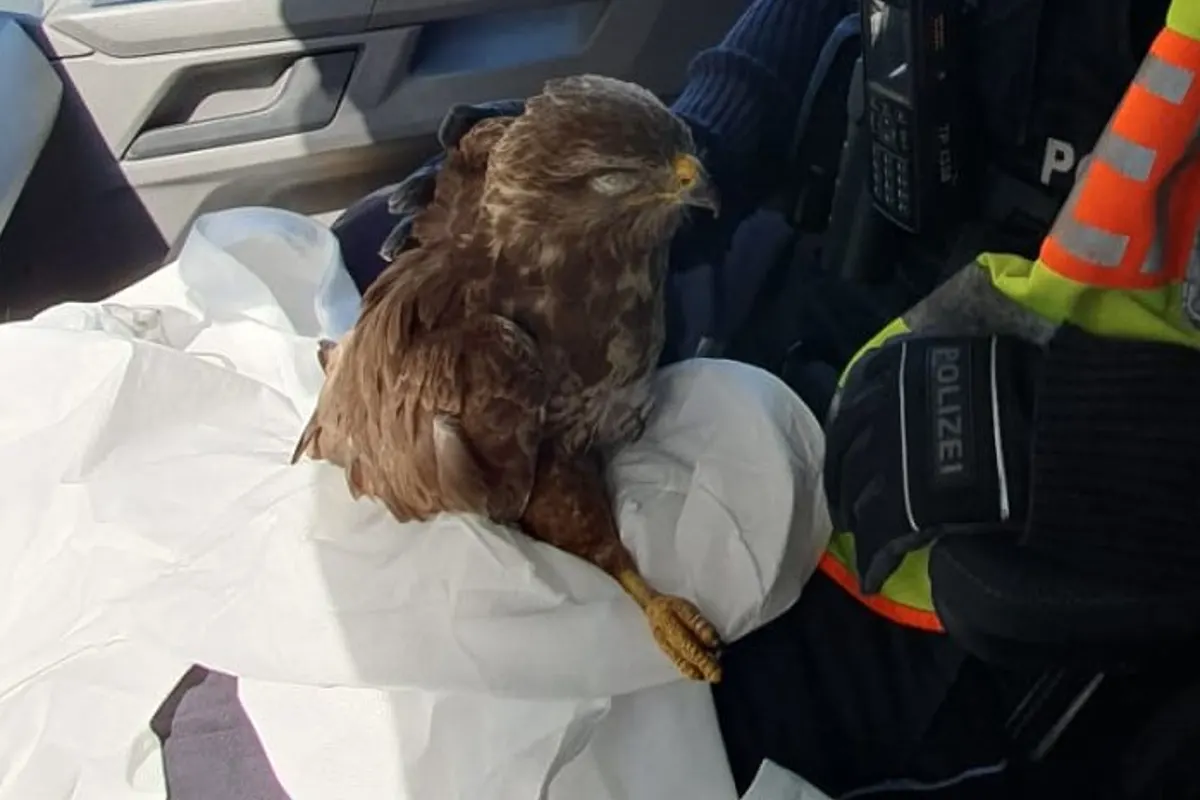 Die Autobahnpolizei rettet verletzten Falken auf der A4 Höhe Gotha