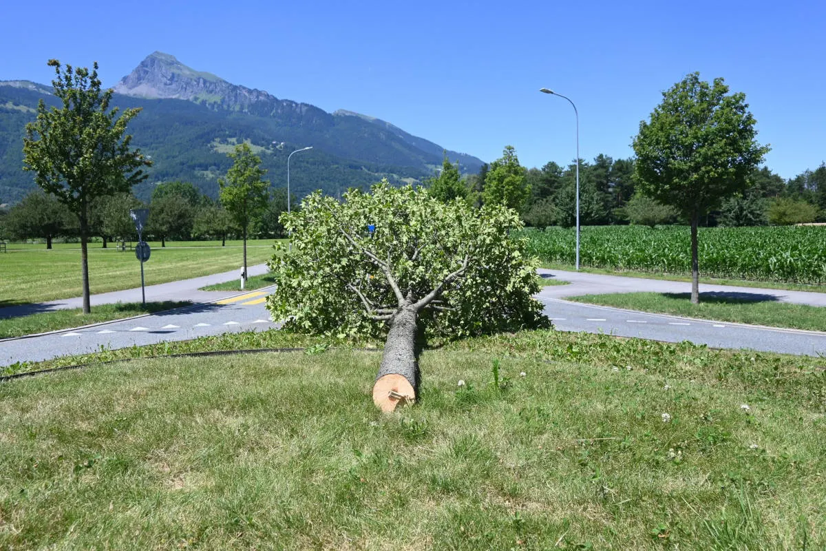 Balzers – Baum widerrechtlich gefällt
