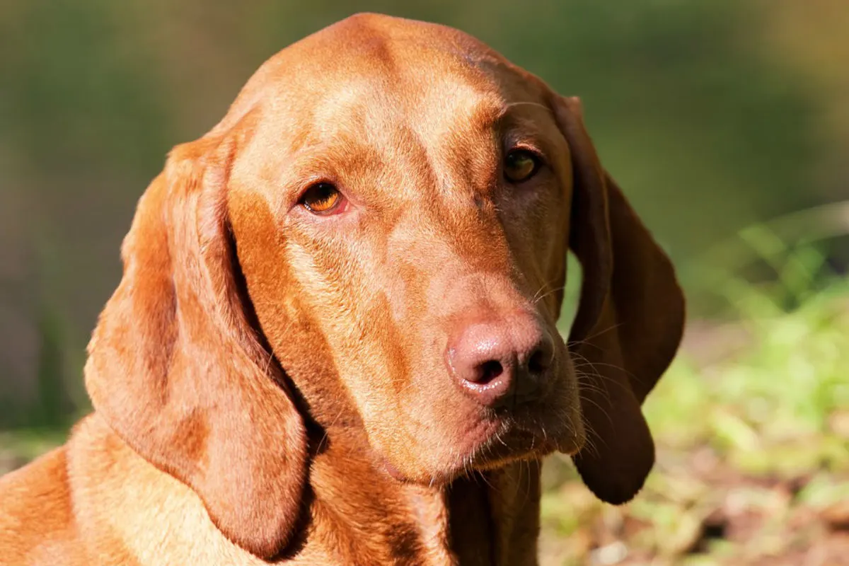 Ilvesheim/Rhein-Neckar-Kreis - Hund angefahren und geflüchtet - Zeugen gesucht!
