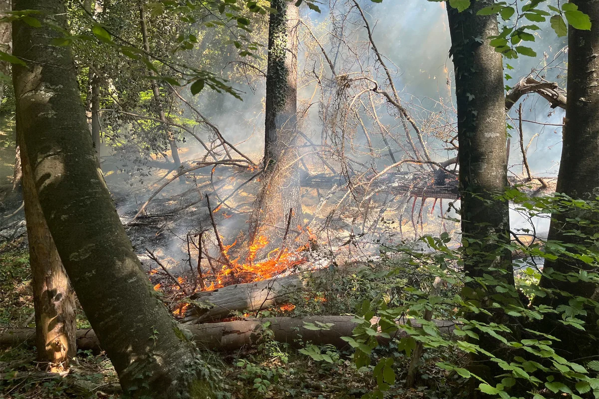 Ein Waldbrand ist zu sehen, mit Flammen, die durch gefallene Äste lodern, umgeben von dichtem Rauch und hohen Bäumen.