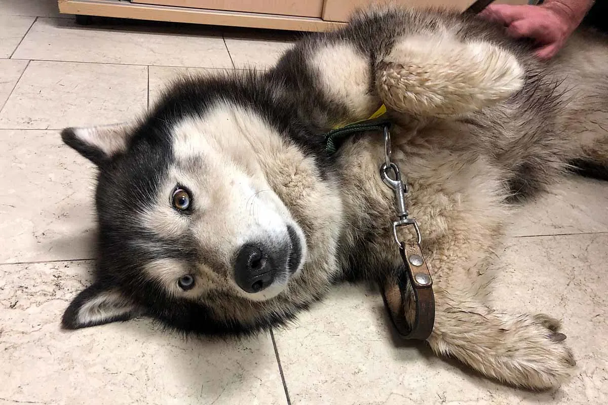 Wien - Husky aus misslicher Lage gerettet