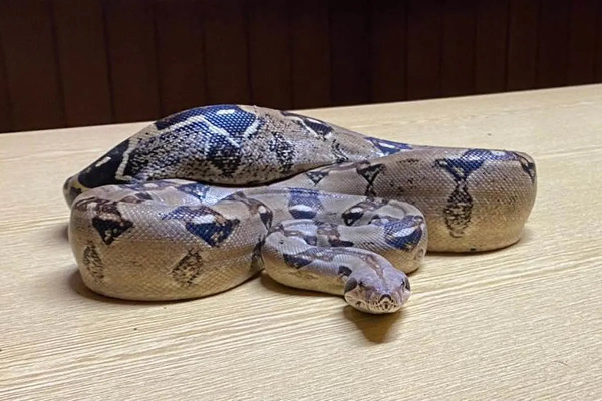 Schwalmstadt-Treysa - Boa Constrictor sucht seinen Besitzer