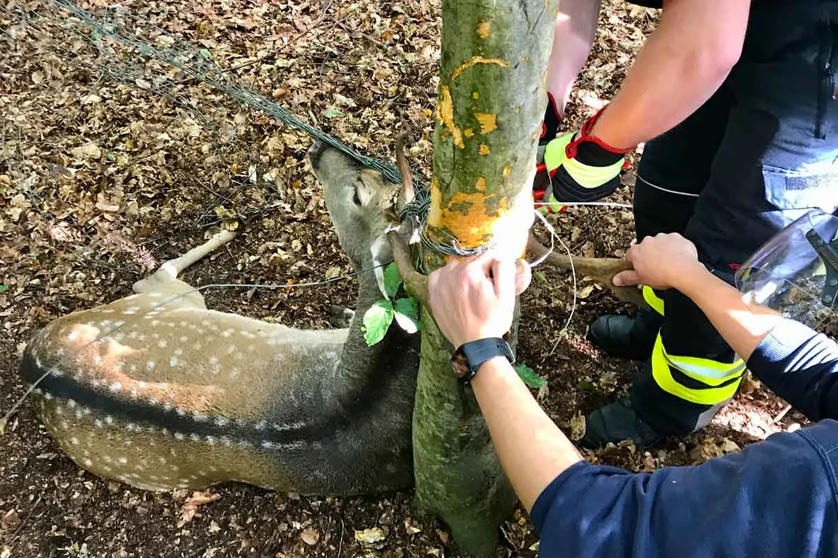 Tierrettungseinsatz in Detmold - Feuerwehr befreit Hirsch aus Zaun