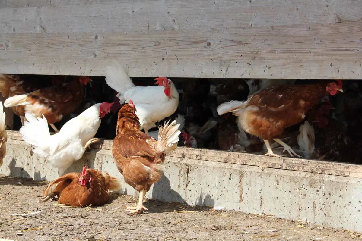 Erster Fall seit mehr als zehn Jahren im Appenzell Ausserrhoden - Junge Hühner auf Anweisung des Veterinäramts getötet und entsorgt