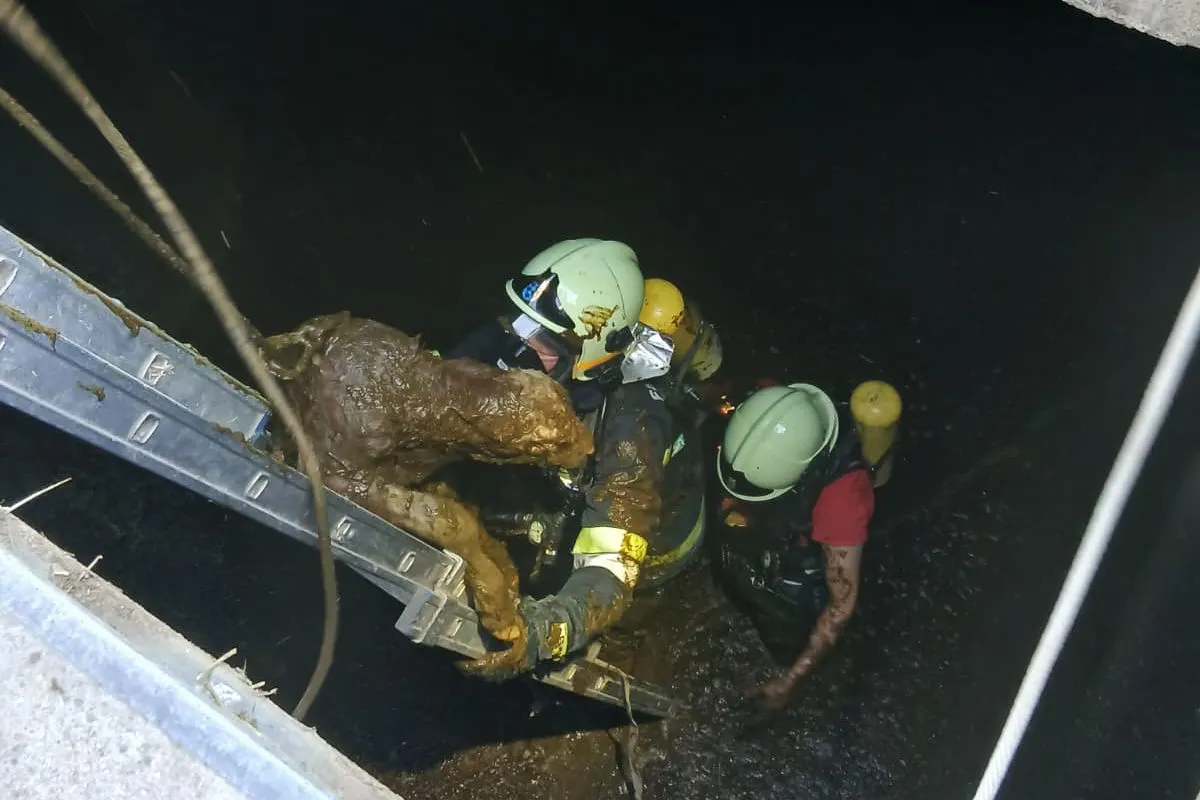 Groisbach – Feuerwehr rettet neugeborene  Kälber aus Güllegrube