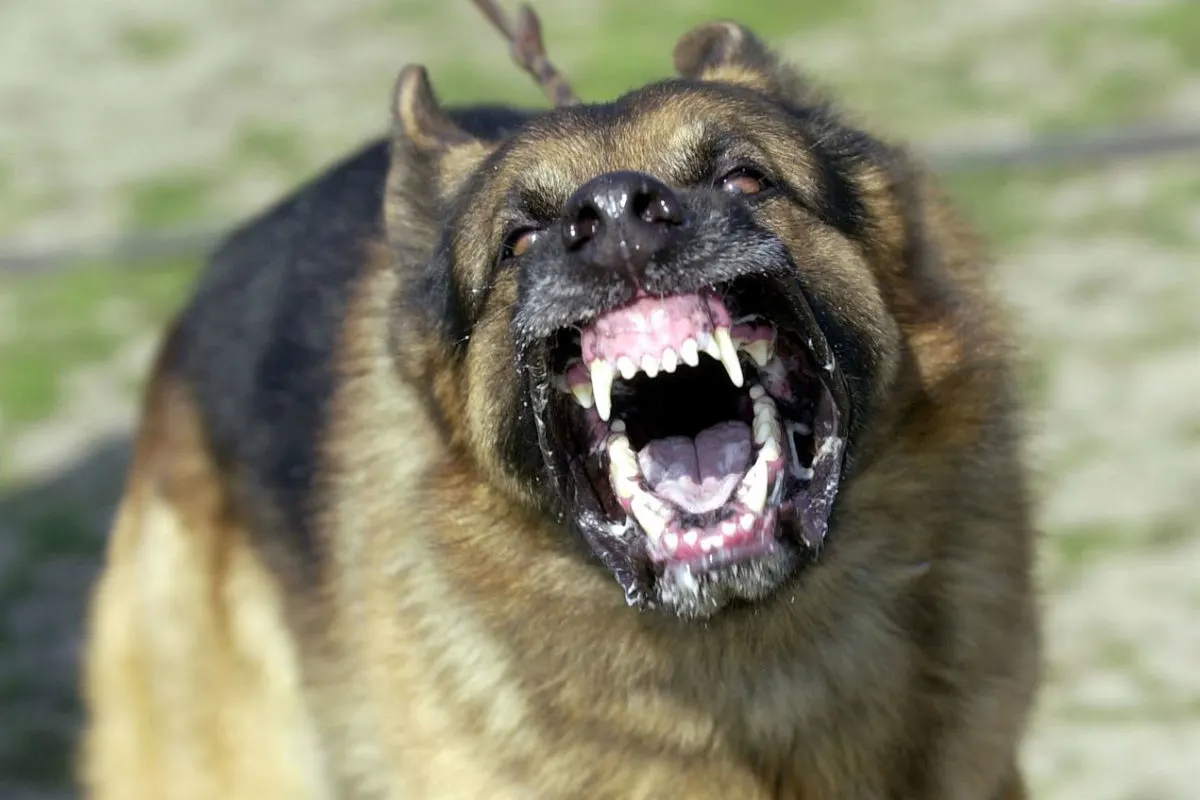 Ein großer, bellender Hund mit gefletschten Zähnen ist zu sehen. Der Hund wirkt aggressiv und ist wahrscheinlich im Einsatz.