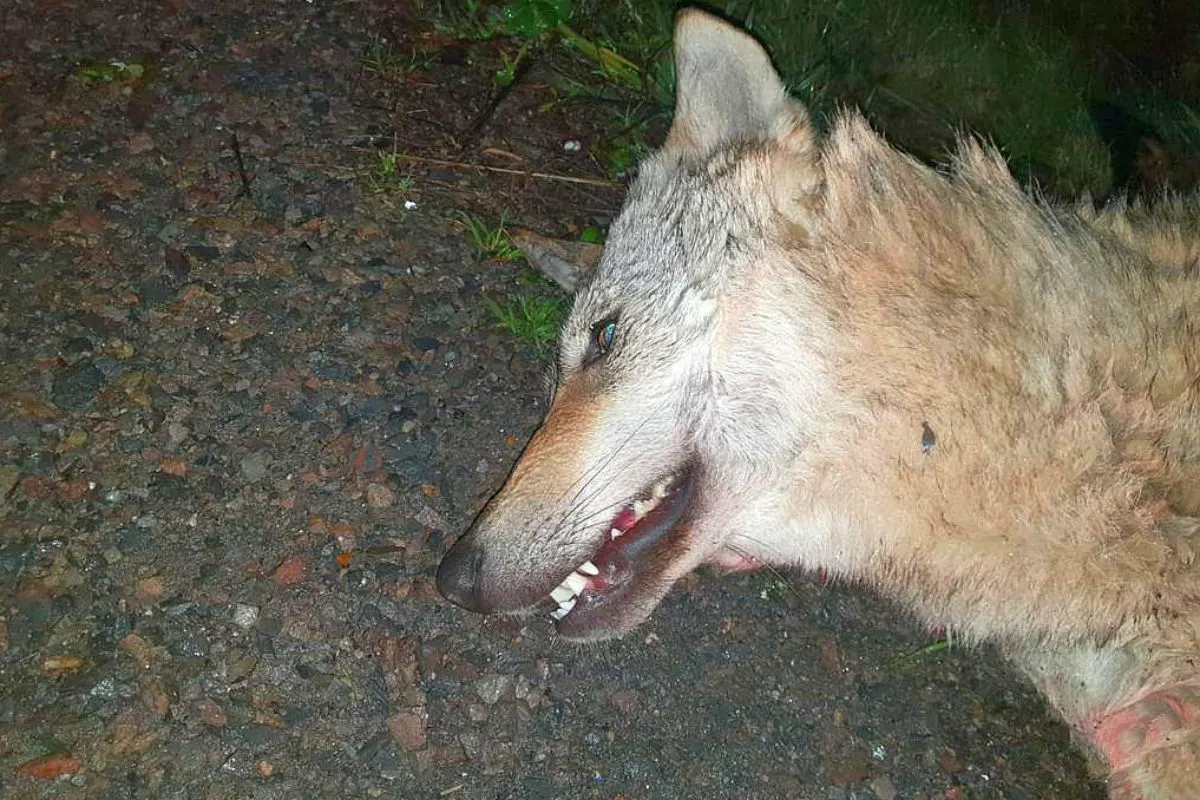 Wolf überfahren - Autoschild in der Nähe gefunden